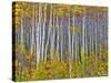 Yellow Woods I-David Drost-Stretched Canvas