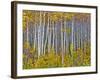 Yellow Woods I-David Drost-Framed Photographic Print