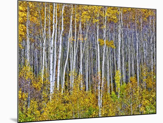Yellow Woods I-David Drost-Mounted Photographic Print