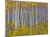 Yellow Woods I-David Drost-Mounted Photographic Print