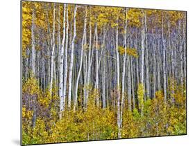 Yellow Woods I-David Drost-Mounted Photographic Print