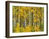 Yellow Woods II-David Drost-Framed Photographic Print