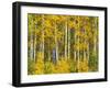 Yellow Woods II-David Drost-Framed Photographic Print