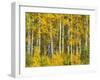 Yellow Woods II-David Drost-Framed Photographic Print