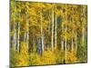 Yellow Woods II-David Drost-Mounted Photographic Print