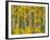 Yellow Woods II-David Drost-Framed Photographic Print