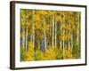 Yellow Woods II-David Drost-Framed Photographic Print