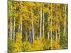 Yellow Woods II-David Drost-Mounted Photographic Print