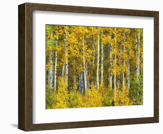 Yellow Woods II-David Drost-Framed Photographic Print