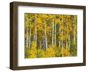 Yellow Woods II-David Drost-Framed Photographic Print