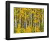 Yellow Woods II-David Drost-Framed Photographic Print