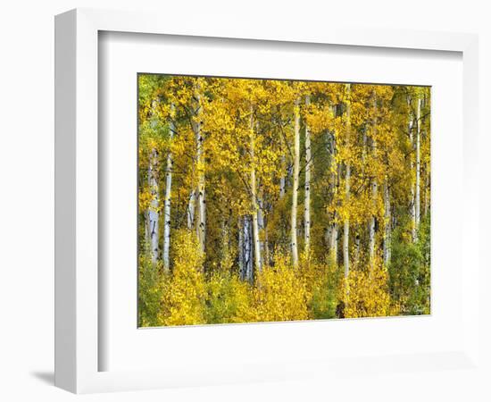 Yellow Woods II-David Drost-Framed Photographic Print