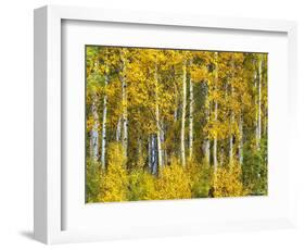 Yellow Woods II-David Drost-Framed Photographic Print