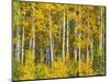 Yellow Woods II-David Drost-Mounted Photographic Print