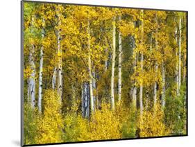 Yellow Woods II-David Drost-Mounted Photographic Print