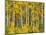 Yellow Woods II-David Drost-Mounted Photographic Print