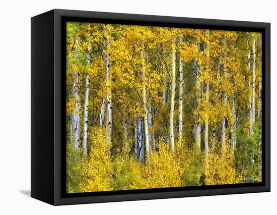 Yellow Woods II-David Drost-Framed Stretched Canvas