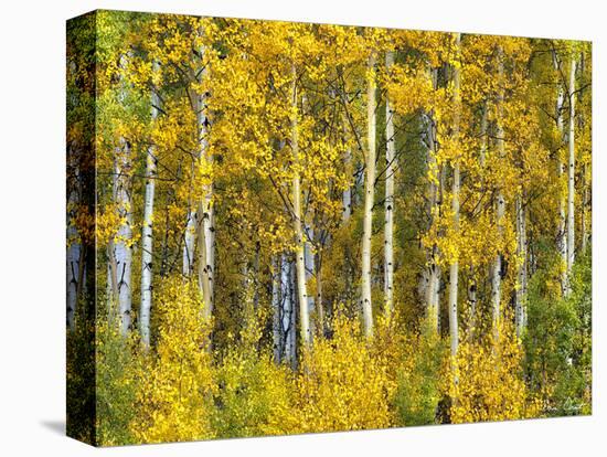 Yellow Woods II-David Drost-Stretched Canvas