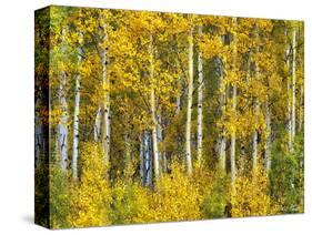 Yellow Woods II-David Drost-Stretched Canvas