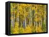Yellow Woods II-David Drost-Framed Stretched Canvas