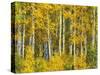 Yellow Woods II-David Drost-Stretched Canvas