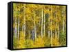 Yellow Woods II-David Drost-Framed Stretched Canvas