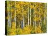 Yellow Woods II-David Drost-Stretched Canvas