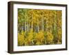 Yellow Woods III-David Drost-Framed Photographic Print