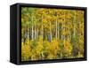 Yellow Woods III-David Drost-Framed Stretched Canvas