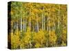 Yellow Woods III-David Drost-Stretched Canvas