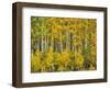 Yellow Woods III-David Drost-Framed Photographic Print