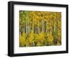 Yellow Woods III-David Drost-Framed Photographic Print