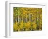Yellow Woods III-David Drost-Framed Photographic Print