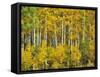 Yellow Woods III-David Drost-Framed Stretched Canvas