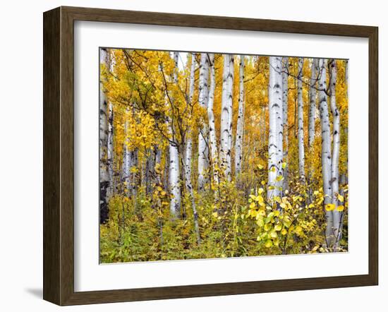 Yellow Woods IV-David Drost-Framed Photographic Print