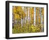Yellow Woods IV-David Drost-Framed Photographic Print