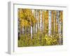 Yellow Woods IV-David Drost-Framed Photographic Print