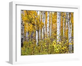 Yellow Woods IV-David Drost-Framed Photographic Print