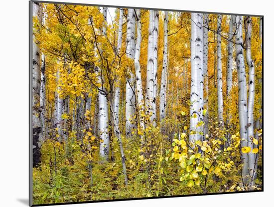 Yellow Woods IV-David Drost-Mounted Photographic Print