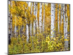 Yellow Woods IV-David Drost-Mounted Photographic Print