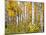 Yellow Woods IV-David Drost-Mounted Photographic Print