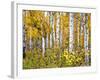 Yellow Woods IV-David Drost-Framed Photographic Print