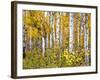 Yellow Woods IV-David Drost-Framed Photographic Print