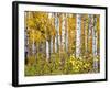 Yellow Woods IV-David Drost-Framed Photographic Print