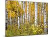 Yellow Woods IV-David Drost-Mounted Photographic Print