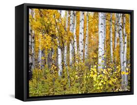 Yellow Woods IV-David Drost-Framed Stretched Canvas