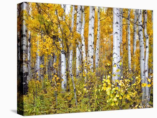 Yellow Woods IV-David Drost-Stretched Canvas