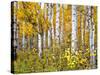 Yellow Woods IV-David Drost-Stretched Canvas