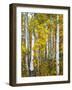 Yellow Woods V-David Drost-Framed Photographic Print