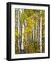 Yellow Woods V-David Drost-Framed Photographic Print